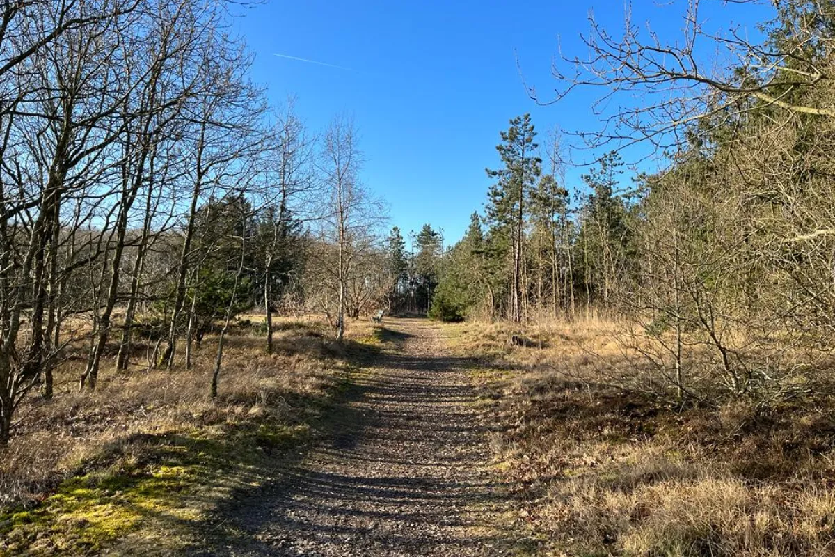 Het bos 