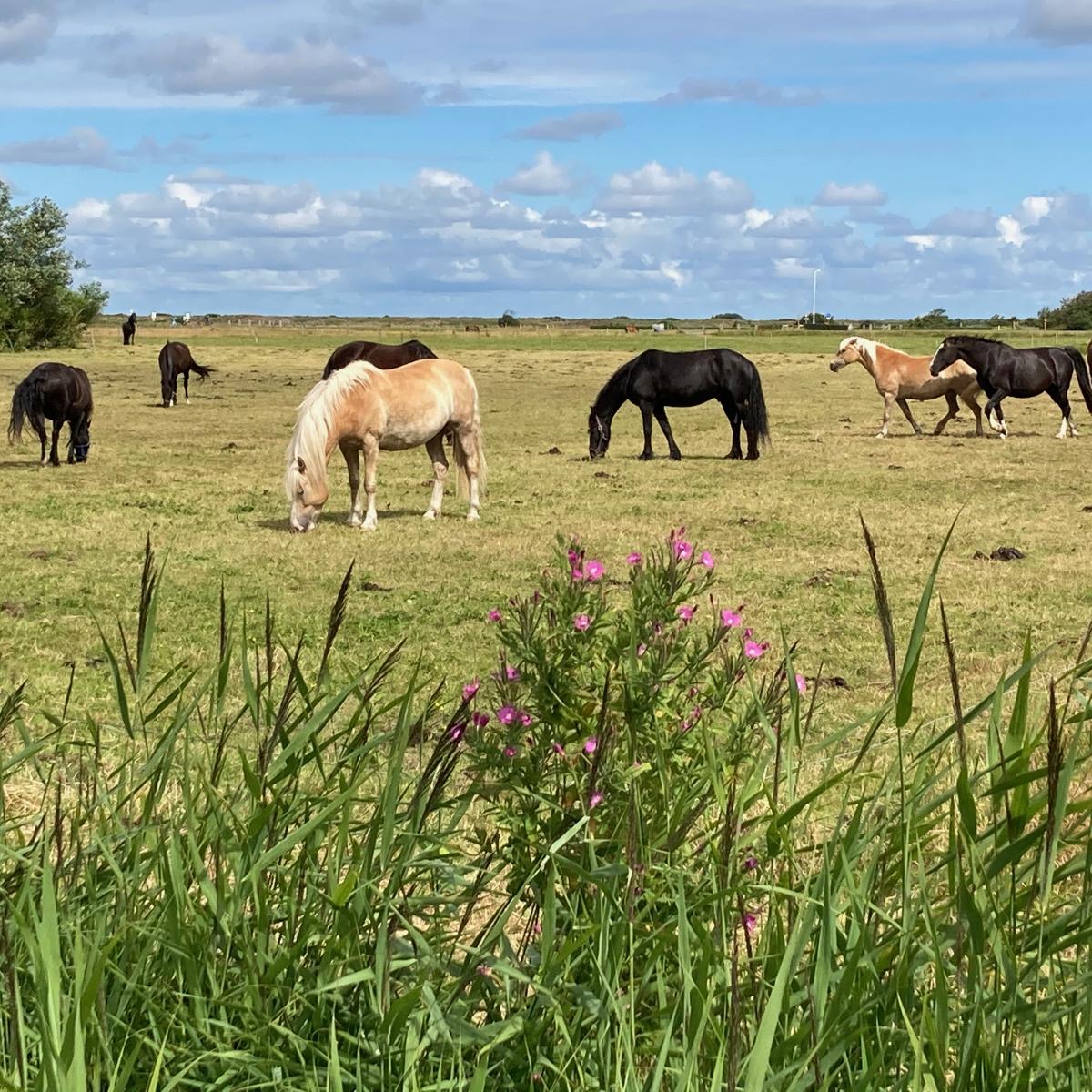 betekenis hoeveelheid verkoop Overleg Paarden eiland | Ameland-site