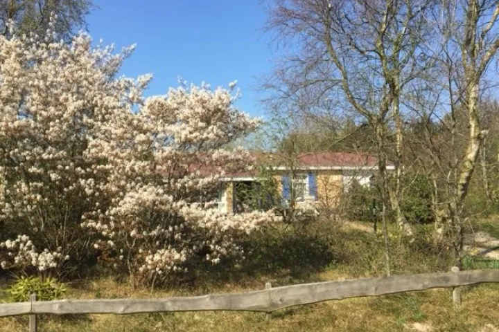 De krentenboom bloeit als eerste in het voorjaar 