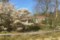 De krentenboom bloeit als eerste in het voorjaar 
