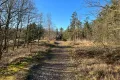 Het bos 